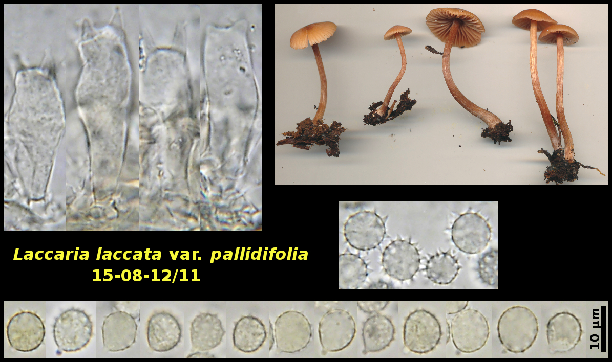 Picture of Laccaria laccata var pallidifolia 15-08-12/11
